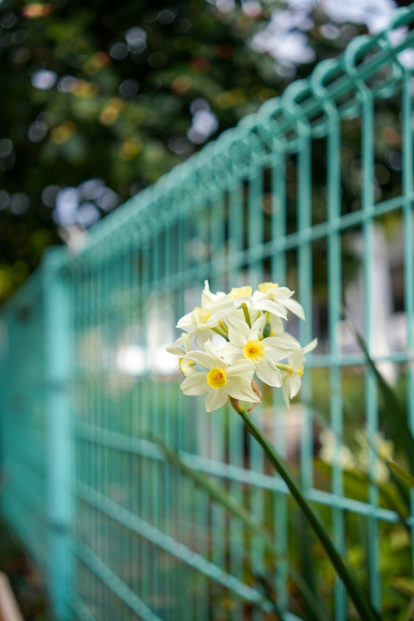 SONY α7CR + Sonnar T* FE 35mm F2.8 ZA