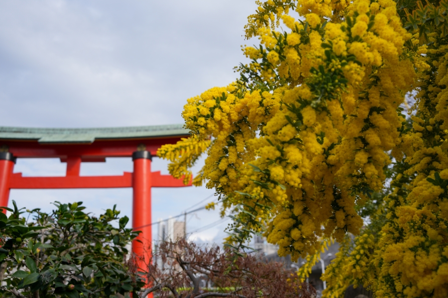 SONY α7CR + Sonnar T* FE 35mm F2.8 ZA