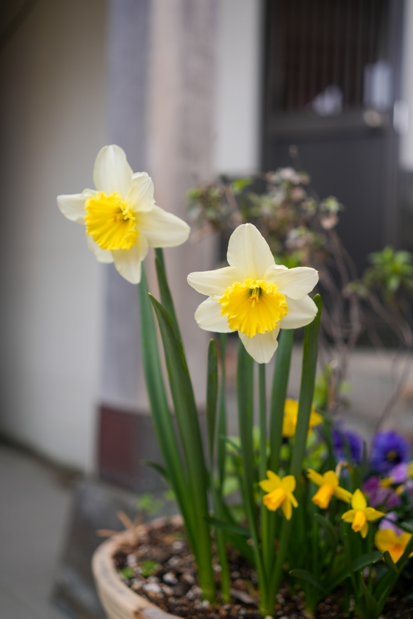 SONY α7CR + Sonnar T* FE 35mm F2.8 ZA