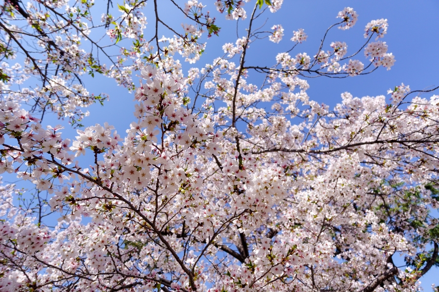 OM SYSTEM OM-3 + M.ZUIKO DIGITAL ED 50-200mm F2.8 IS PRO