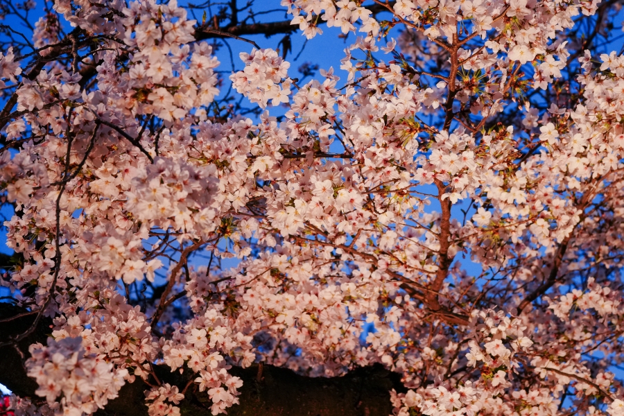 SONY α7CR + FE 28-60mm F4-5.6