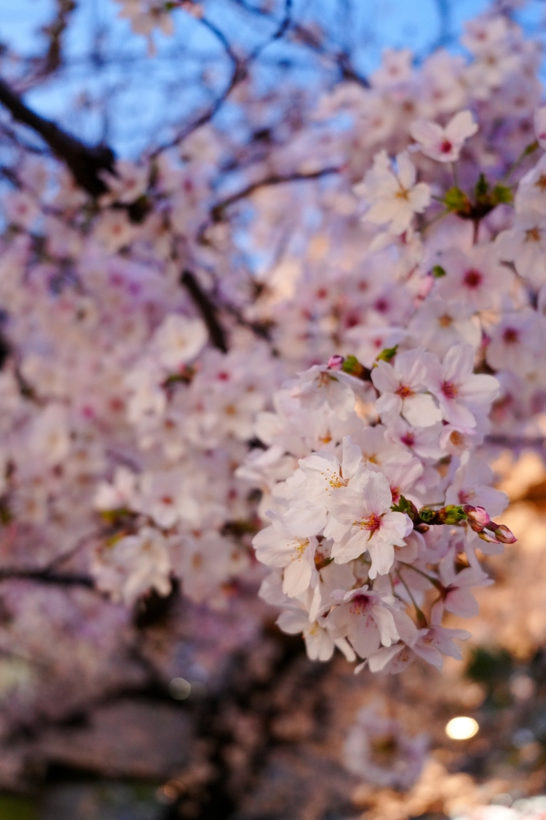 SONY α7CR + FE 28-60mm F4-5.6