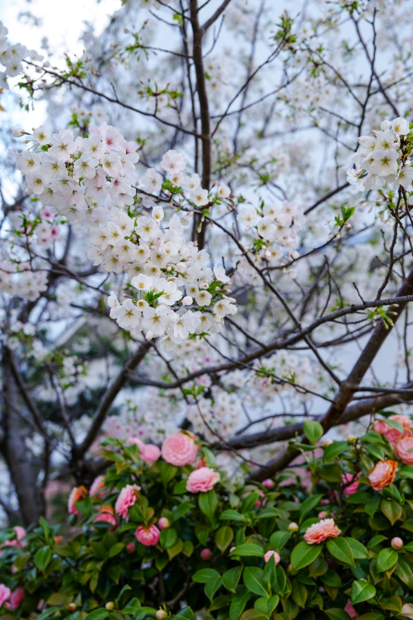 SONY α7CR + FE 24-70mm F2.8 GM II