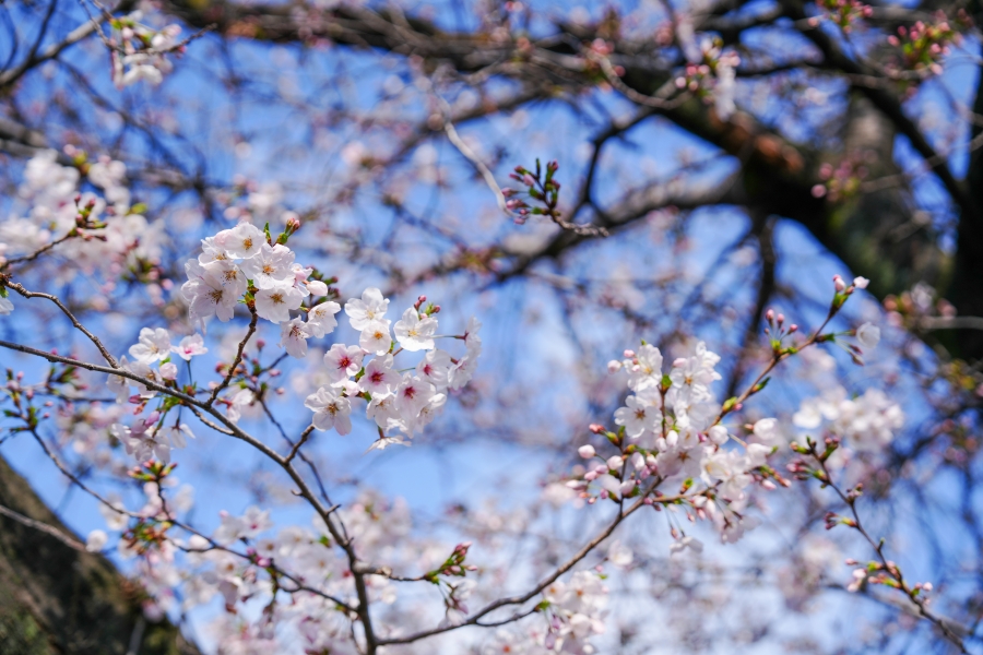 SONY α7CR + FE 24-70mm F2.8 GM II