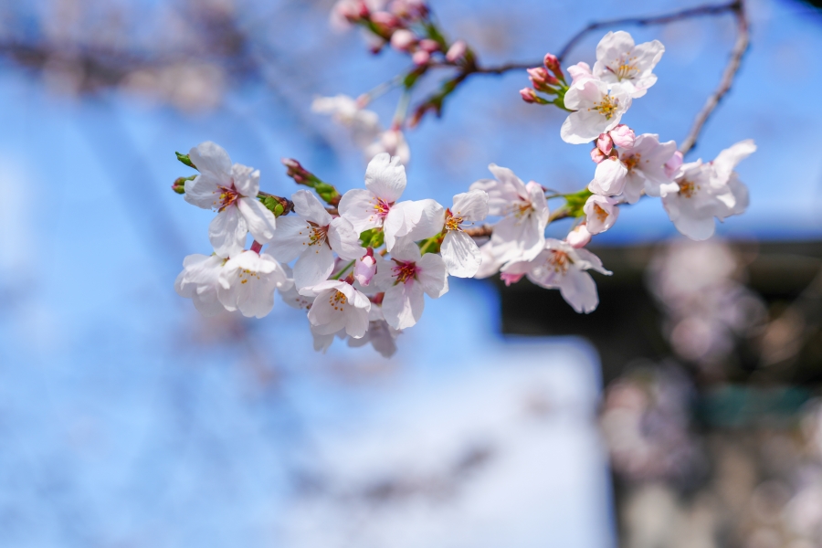 SONY α7CR + FE 24-70mm F2.8 GM II