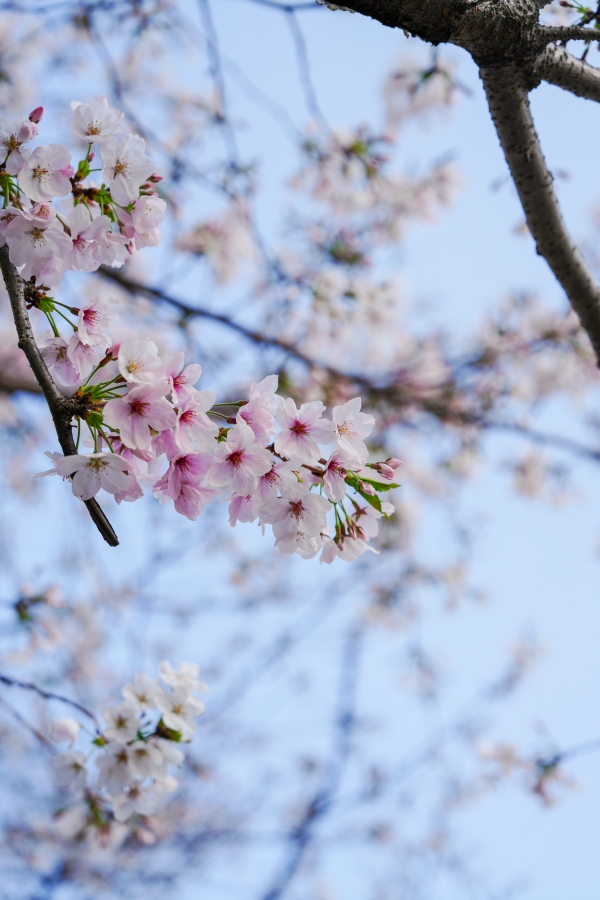 SONY α7CR + FE 24-70mm F2.8 GM II