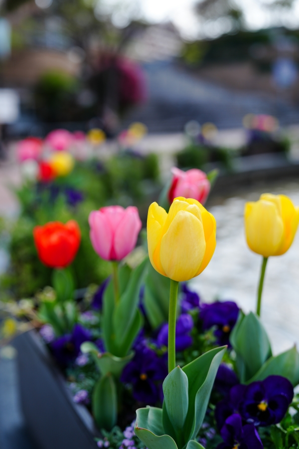 SONY α7CR + FE 24-70mm F2.8 GM II