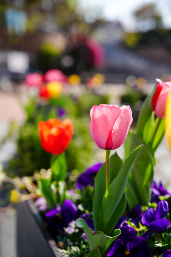 SONY α7CR + FE 24-70mm F2.8 GM II