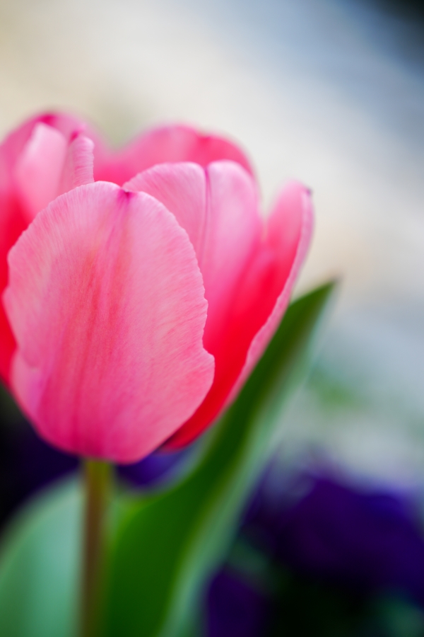 SONY α7CR + FE 24-70mm F2.8 GM II