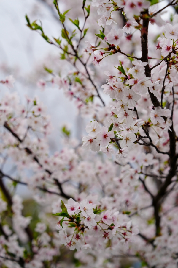 SONY α7CR + FE 24-70mm F2.8 GM II