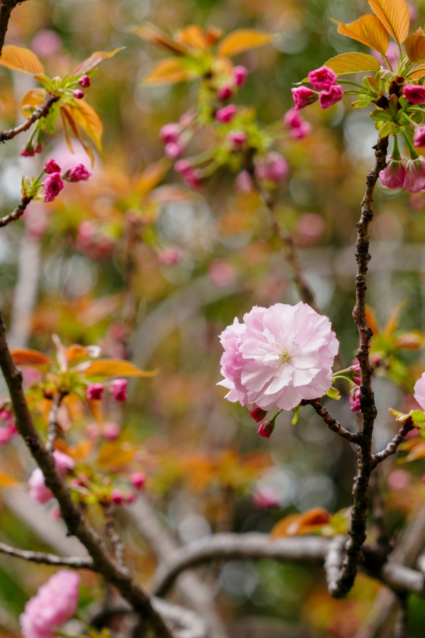 SONY α7CR + FE 24-70mm F2.8 GM II