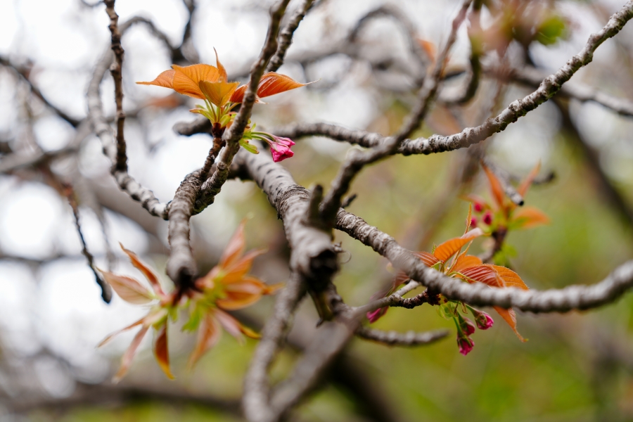 SONY α7CR + FE 24-70mm F2.8 GM II