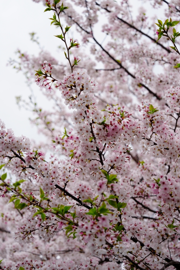 SONY α7CR + FE 24-70mm F2.8 GM II