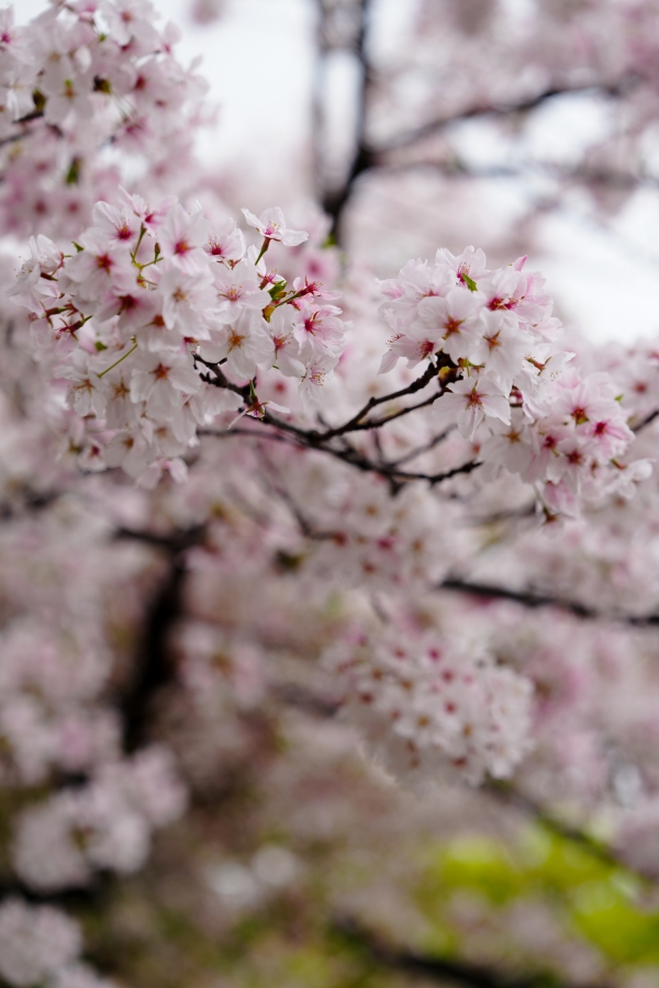 SONY α7CR + FE 24-70mm F2.8 GM II