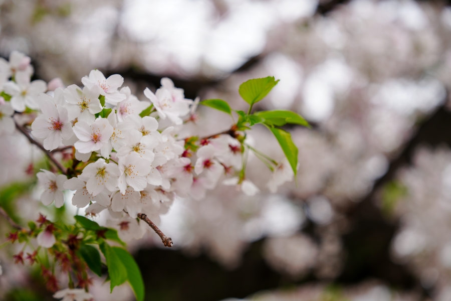 SONY α7CR + FE 24-70mm F2.8 GM II