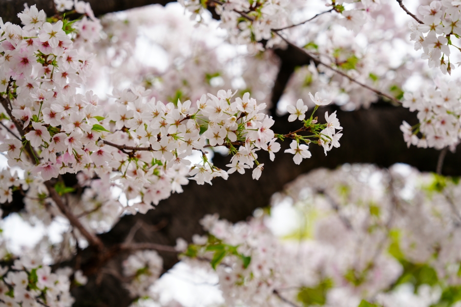 SONY α7CR + FE 24-70mm F2.8 GM II