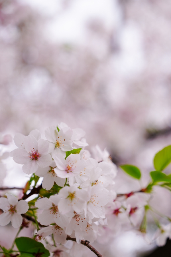 SONY α7CR + FE 24-70mm F2.8 GM II