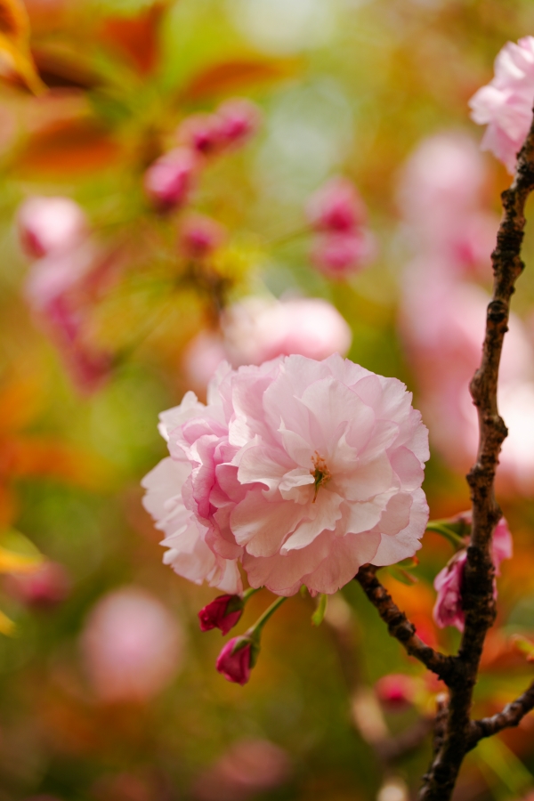 SONY α7CR + TAMRON 25-200mm F/2.8-5.6 Di III VXD