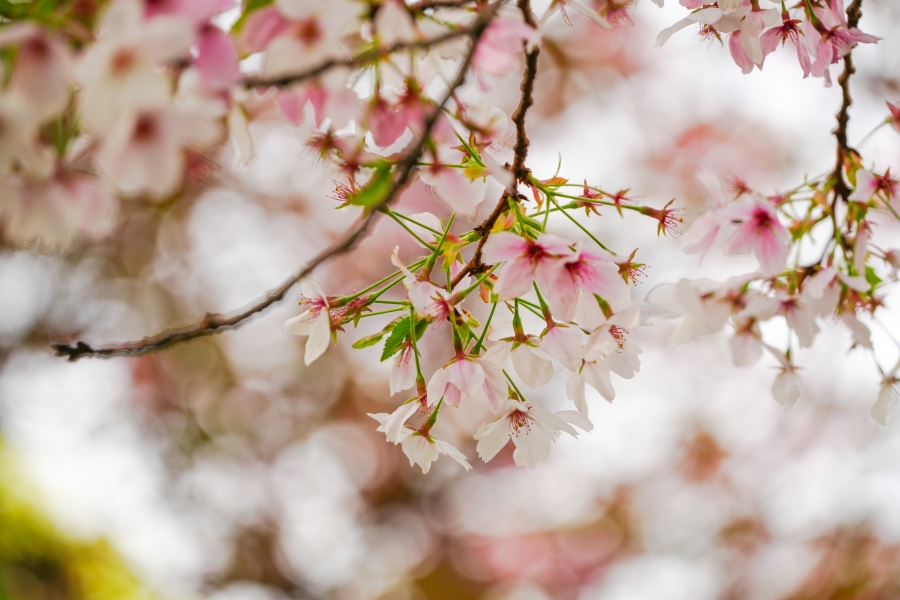 SONY α7CR + TAMRON 25-200mm F/2.8-5.6 Di III VXD