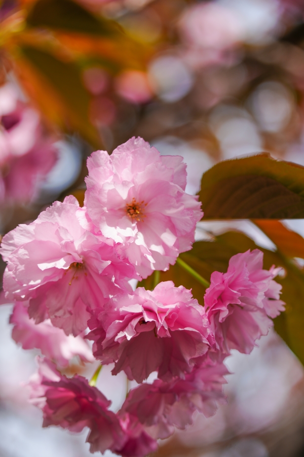 SONY α7CR + TAMRON 25-200mm F/2.8-5.6 Di III VXD