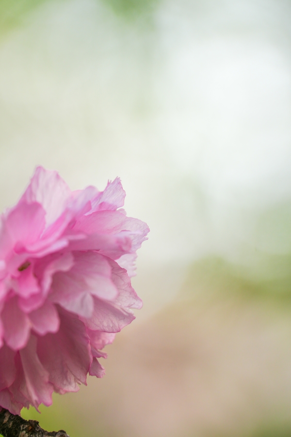 SONY α7CR + TAMRON 25-200mm F/2.8-5.6 Di III VXD