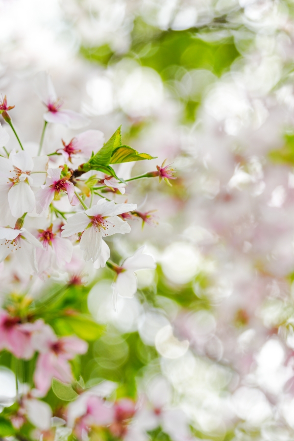 SONY α7CR + TAMRON 25-200mm F/2.8-5.6 Di III VXD