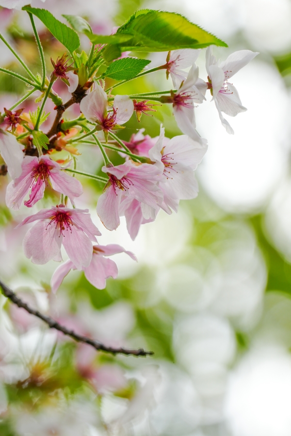 SONY α7CR + TAMRON 25-200mm F/2.8-5.6 Di III VXD