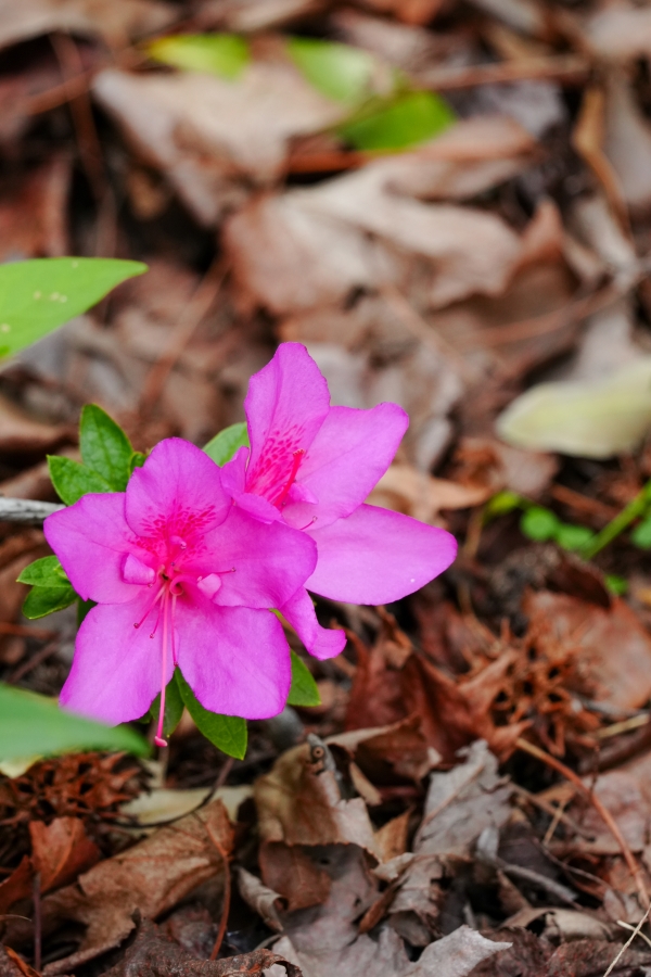 SONY α7CR + TAMRON 25-200mm F/2.8-5.6 Di III VXD