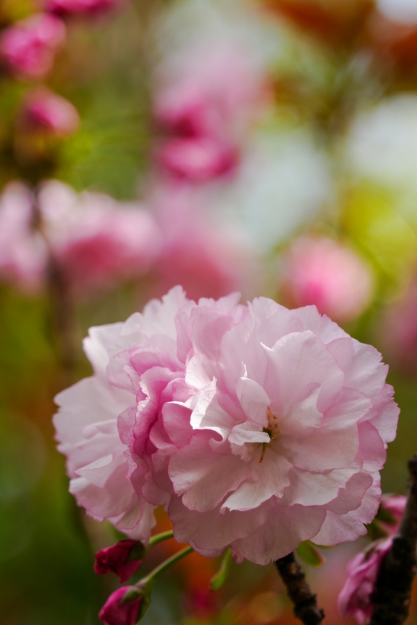 SONY α7CR + TAMRON 25-200mm F/2.8-5.6 Di III VXD