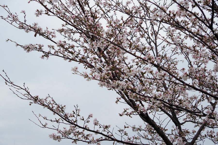 OM SYSTEM OM-5 Mark II + M.ZUIKO DIGITAL ED 12-45mm F4.0 PRO