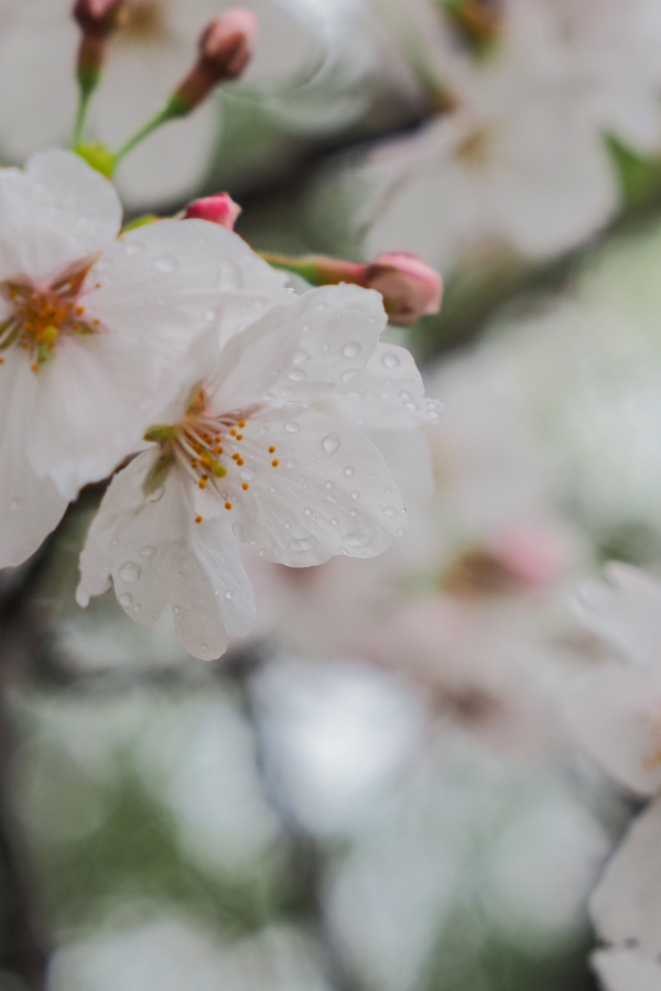 OM SYSTEM OM-5 Mark II + M.ZUIKO DIGITAL ED 12-45mm F4.0 PRO