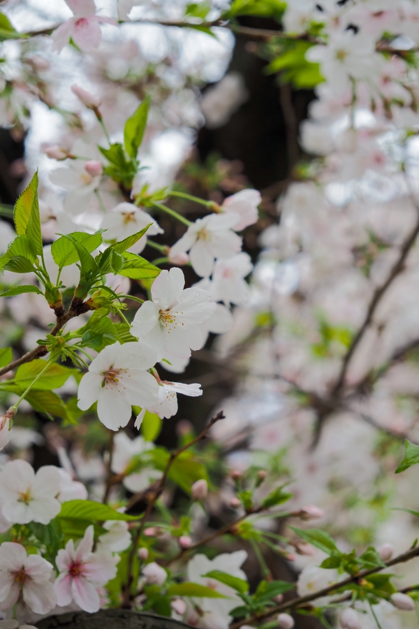 OM SYSTEM OM-5 Mark II + M.ZUIKO DIGITAL ED 12-45mm F4.0 PRO