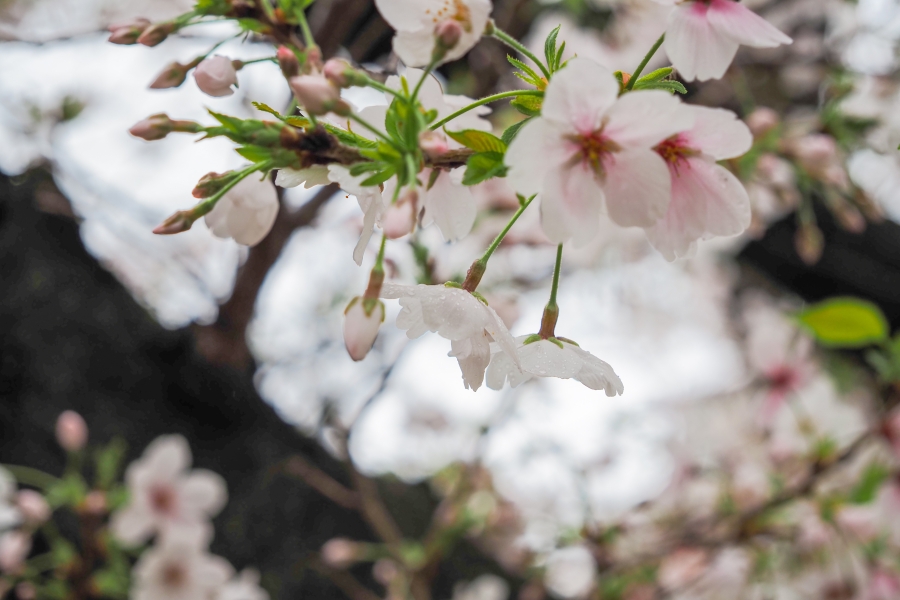 OM SYSTEM OM-5 Mark II + M.ZUIKO DIGITAL ED 12-45mm F4.0 PRO