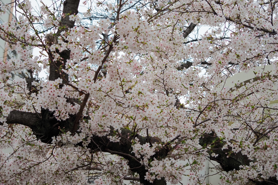 OM SYSTEM OM-5 Mark II + M.ZUIKO DIGITAL ED 12-45mm F4.0 PRO