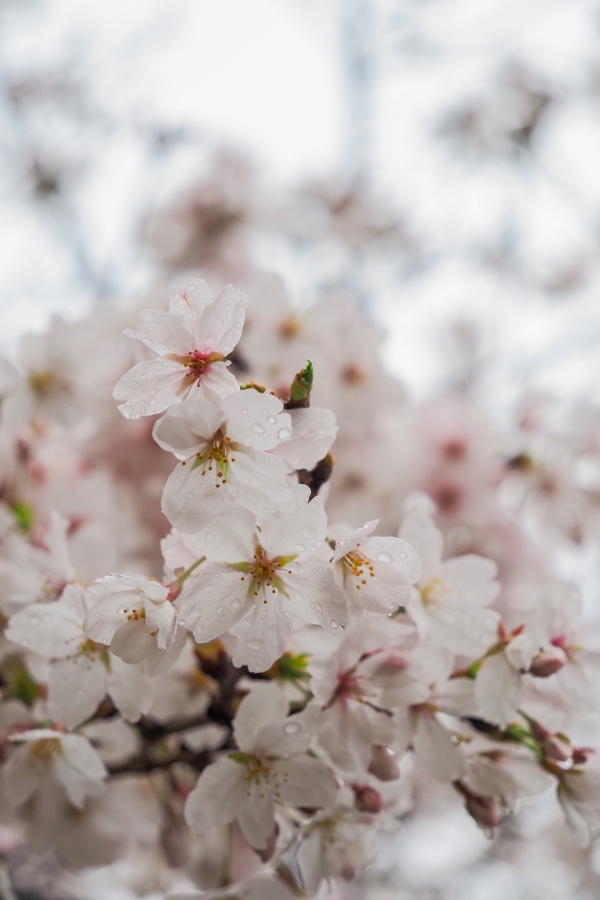 OM SYSTEM OM-5 Mark II + M.ZUIKO DIGITAL ED 12-45mm F4.0 PRO