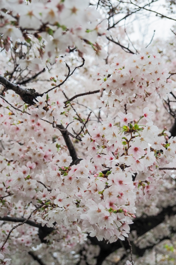 OM SYSTEM OM-5 Mark II + M.ZUIKO DIGITAL ED 12-45mm F4.0 PRO