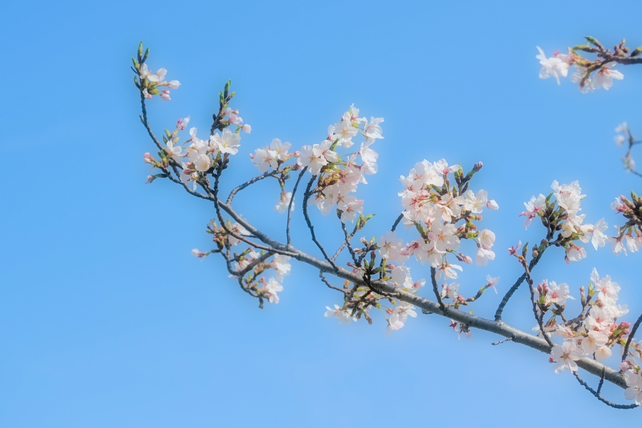 OM SYSTEM OM-3 + M.ZUIKO DIGITAL 25mm F1.8 II