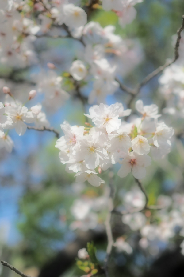 OM SYSTEM OM-3 + M.ZUIKO DIGITAL 25mm F1.8 II