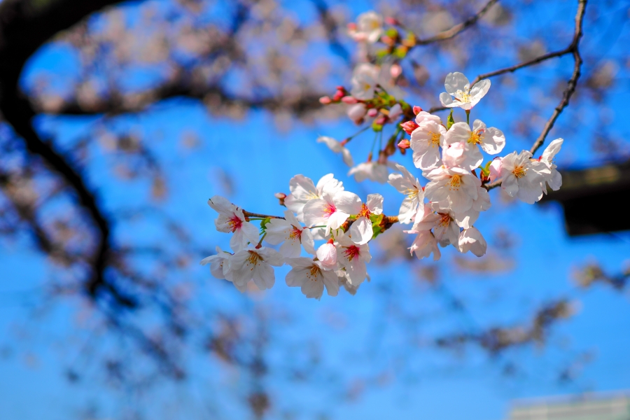 OM SYSTEM OM-3 + M.ZUIKO DIGITAL 25mm F1.8 II