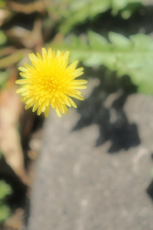 OM SYSTEM OM-3 + M.ZUIKO DIGITAL 25mm F1.8 II