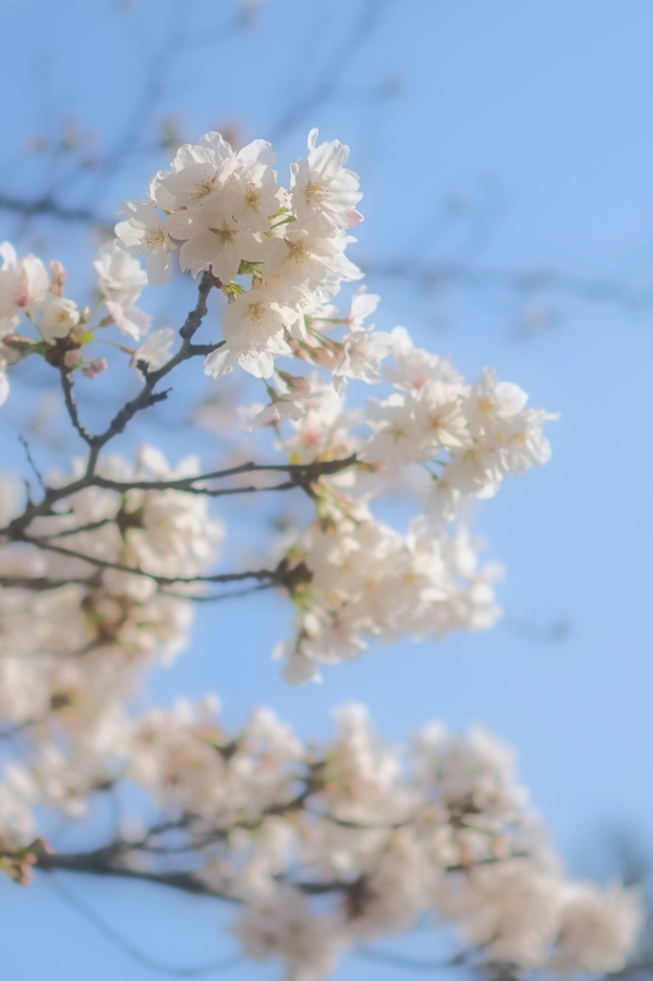 OM SYSTEM OM-3 + M.ZUIKO DIGITAL 25mm F1.8 II