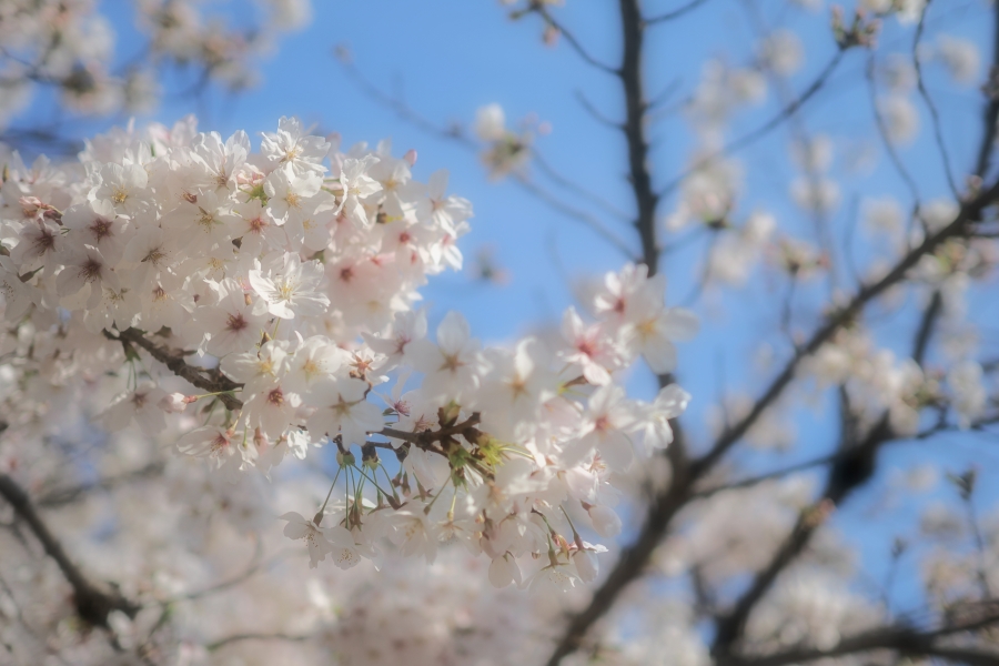 OM SYSTEM OM-3 + M.ZUIKO DIGITAL 25mm F1.8 II
