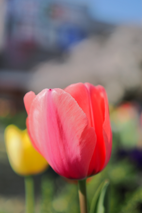 OM SYSTEM OM-3 + M.ZUIKO DIGITAL 25mm F1.8 II