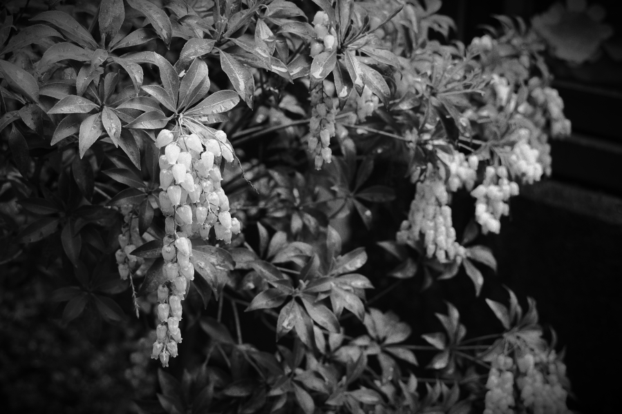 OM SYSTEM OM-3 + M.ZUIKO DIGITAL ED 12-45mm F4.0 PRO