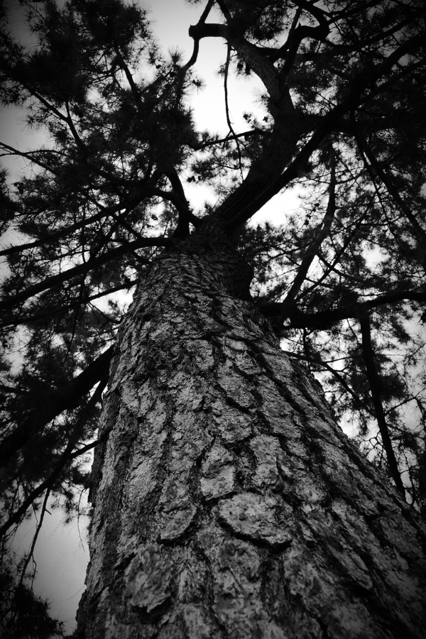 OM SYSTEM OM-3 + M.ZUIKO DIGITAL ED 12-45mm F4.0 PRO