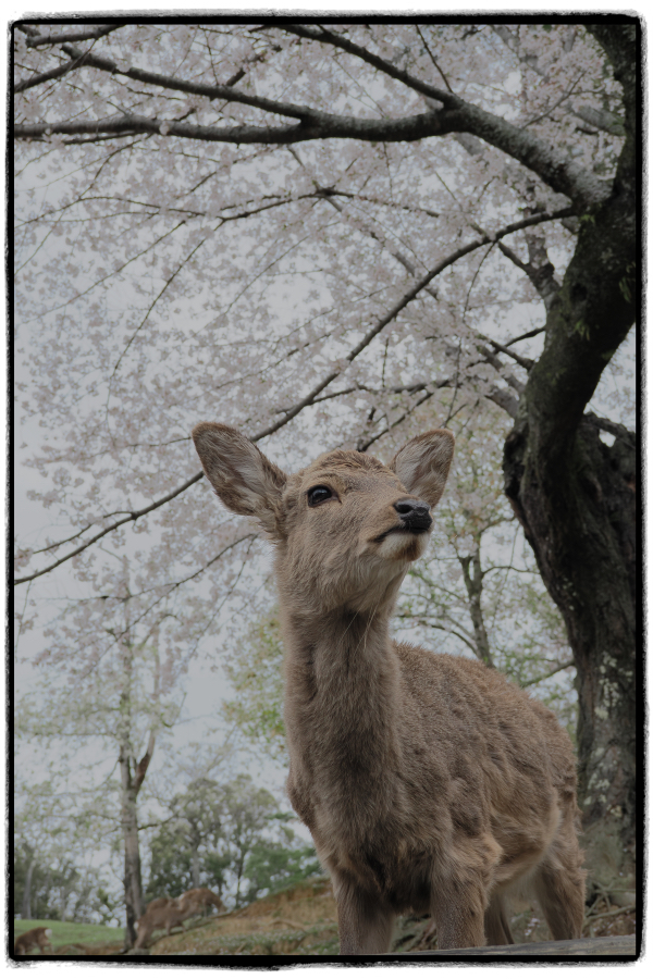 OM SYSTEM OM-3 + M.ZUIKO DIGITAL ED 12-45mm F4.0 PRO