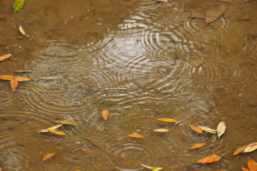 OM SYSTEM OM-1 Mark II + M.ZUIKO DIGITAL ED 50-200mm F2.8 IS PRO