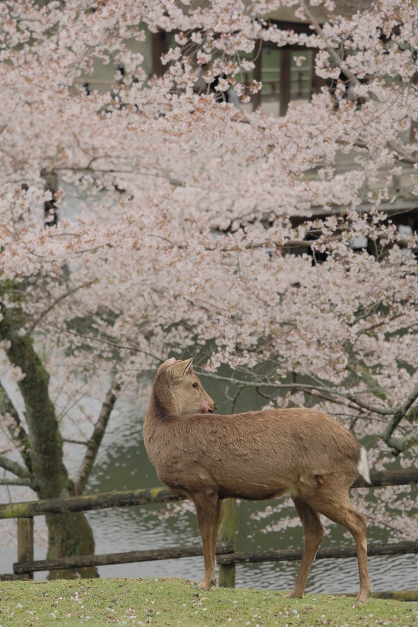 OM SYSTEM OM-1 Mark II + M.ZUIKO DIGITAL ED 50-200mm F2.8 IS PRO