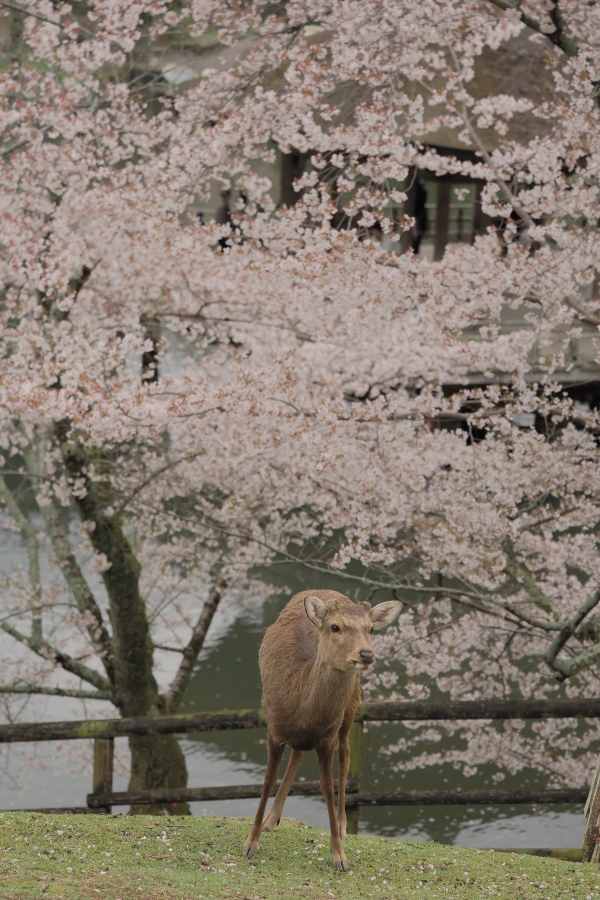 OM SYSTEM OM-1 Mark II + M.ZUIKO DIGITAL ED 50-200mm F2.8 IS PRO