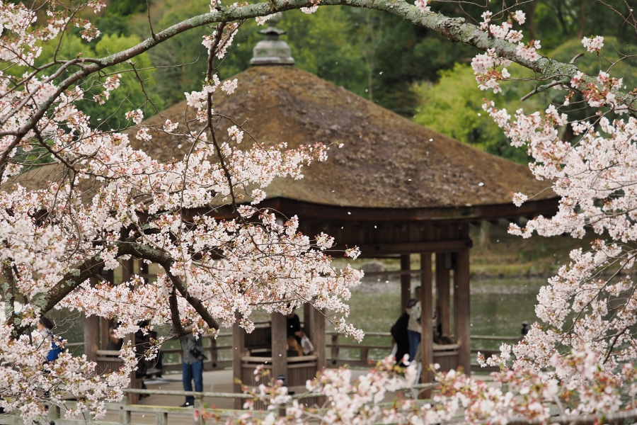 OM SYSTEM OM-1 Mark II + M.ZUIKO DIGITAL ED 50-200mm F2.8 IS PRO